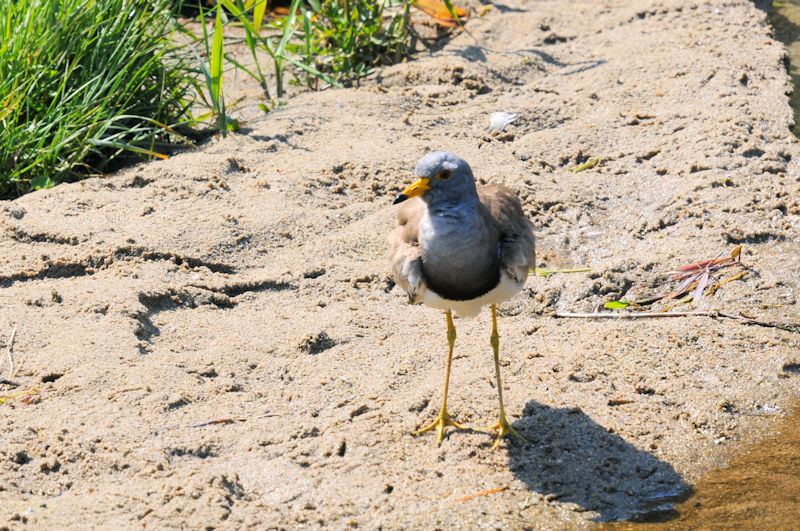 ケリの羽繕い（１３態-4）　大谷川　八幡市　2020/04/30 Photo by Kohyuh