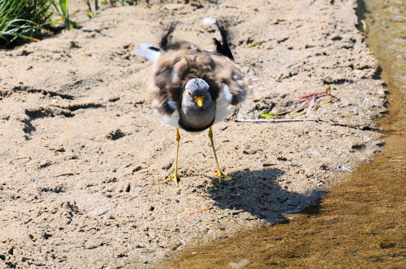 ケリの羽繕い（１３態-5）　大谷川　八幡市　2020/04/30 Photo by Kohyuh