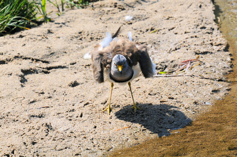 ケリの羽繕い（１３態-6）　大谷川　八幡市　2020/04/30 Photo by Kohyuh