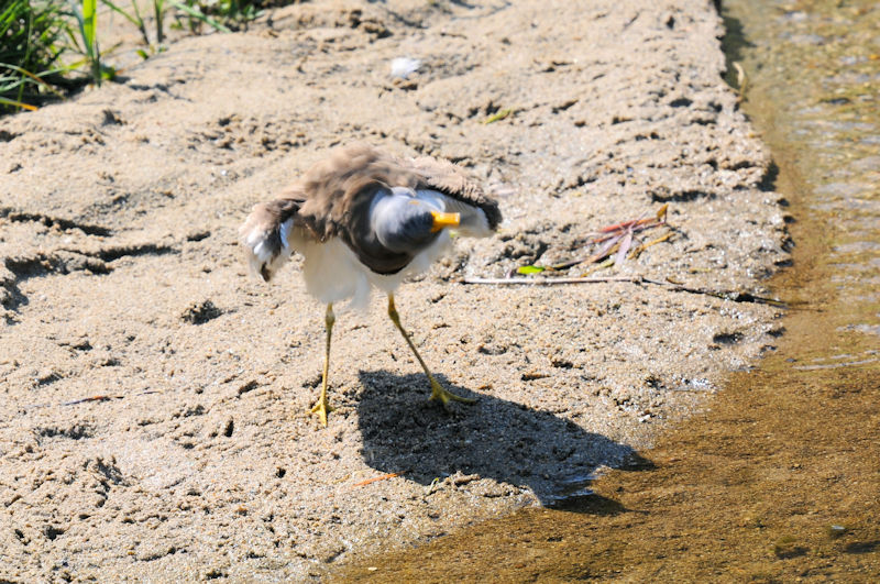 ケリの羽繕い（１３態-7）　大谷川　八幡市　2020/04/30 Photo by Kohyuh