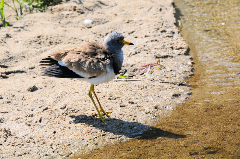 ケリの羽繕い（１３態-8）　大谷川　八幡市　2020/04/30 Photo by Kohyuh