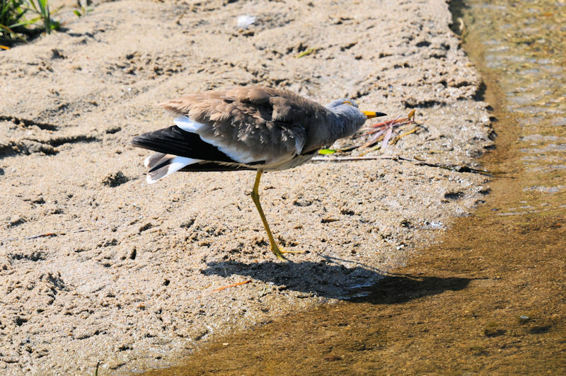 ケリの羽繕い（１３態-9）　大谷川　八幡市　2020/04/30 Photo by Kohyuh