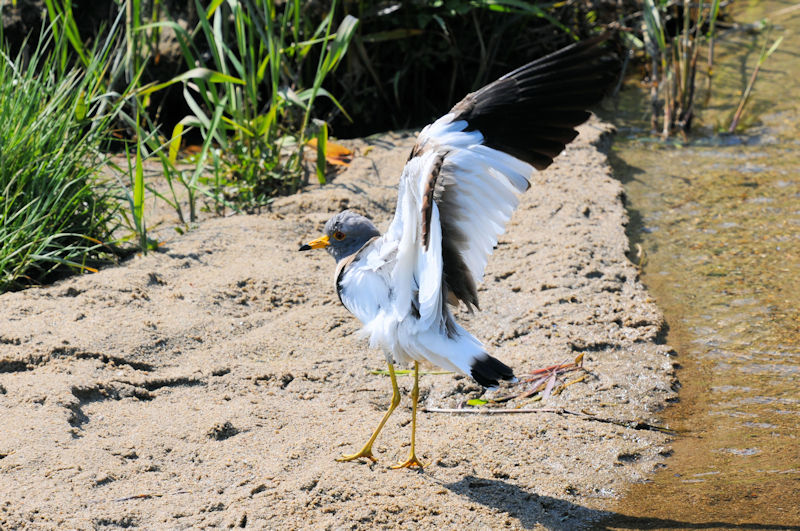ケリの羽繕い（１３態-10）　大谷川　八幡市　2020/04/30 Photo by Kohyuh