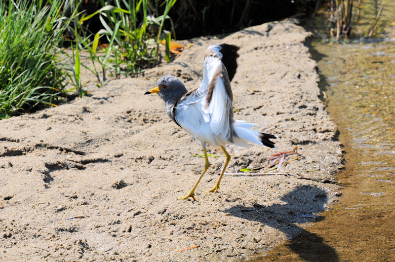 ケリの羽繕い（１３態-11）　大谷川　八幡市　2020/04/30 Photo by Kohyuh