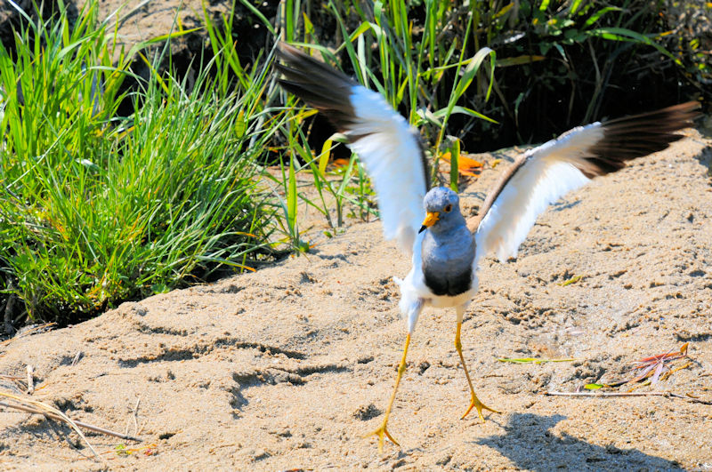ケリの羽繕い（１３態-12）　大谷川　八幡市　2020/04/30 Photo by Kohyuh