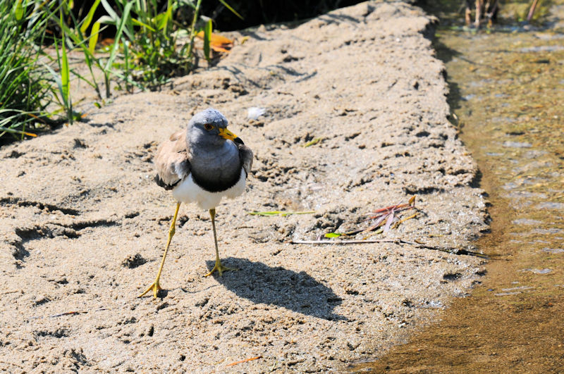 ケリの羽繕い（１３態-13）　大谷川　八幡市　2020/04/30 Photo by Kohyuh