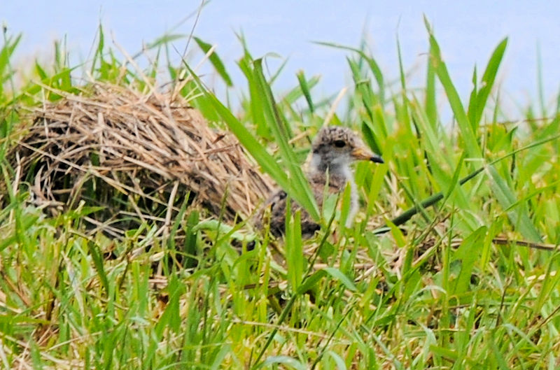 P@c@J@s@2022/06/07@Photo by Kohyuh