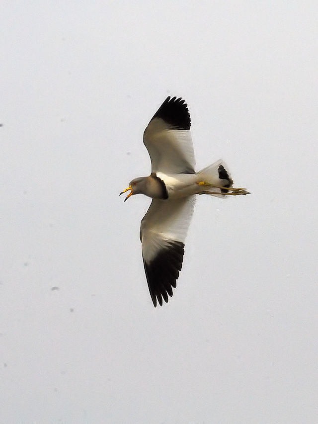 ケリ （２態-1）　内里の野鳥たち　八幡市　2015/04/23　Photo by Kohyuh