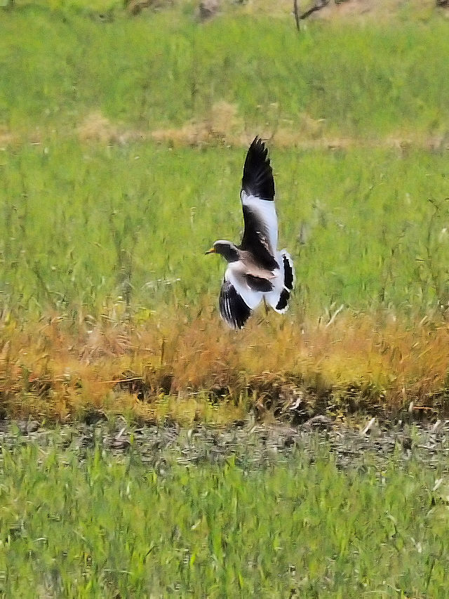 P@iR-1j@s@h@2017/04/28@Photo by Kohyuh