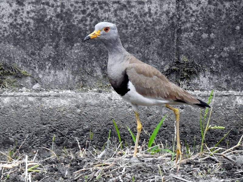  枚方高校と国道１号線の間の農地　枚方市　2017/05/31-06/05　Photo by Nagamura　（写真提供：　長村）