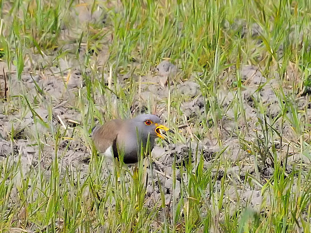 ケリ （２態-2）　内里の野鳥たち　八幡市　2015/04/23　Photo by Kohyuh