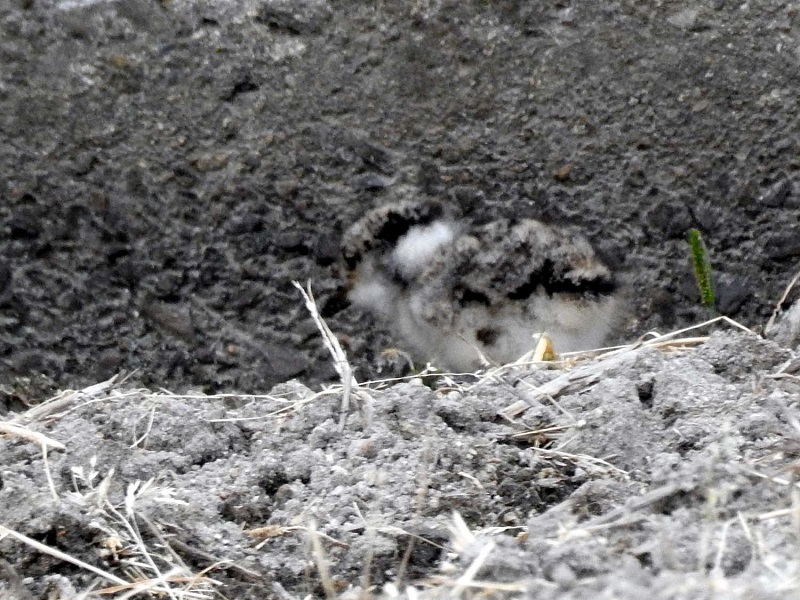  枚方高校と国道１号線の間の農地　枚方市　2017/05/31-06/05　Photo by Nagamura　（写真提供：　長村）