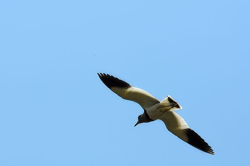 P@iR-3j@s@h@2017/04/28@Photo by Kohyuh