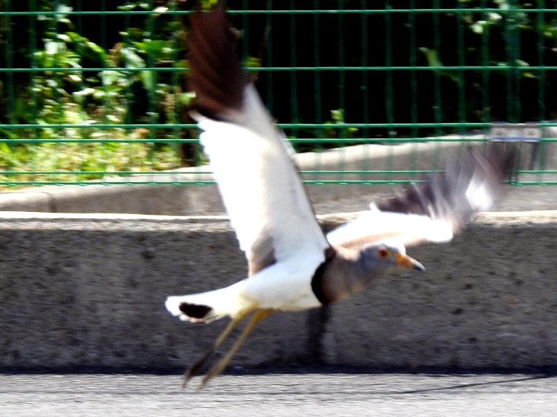  枚方高校と国道１号線の間の農地　枚方市　2017/05/31-06/05　Photo by Nagamura　（写真提供：　長村）