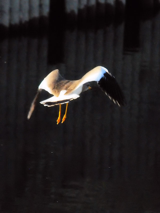 P@@iT-4j@s@J@2014/10/19@Photo by Kohyuh