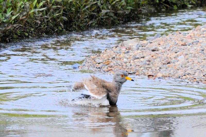 ケリの水浴び（１１態）　大谷川　八幡市　2021/04/24　Photo by Kohyuh