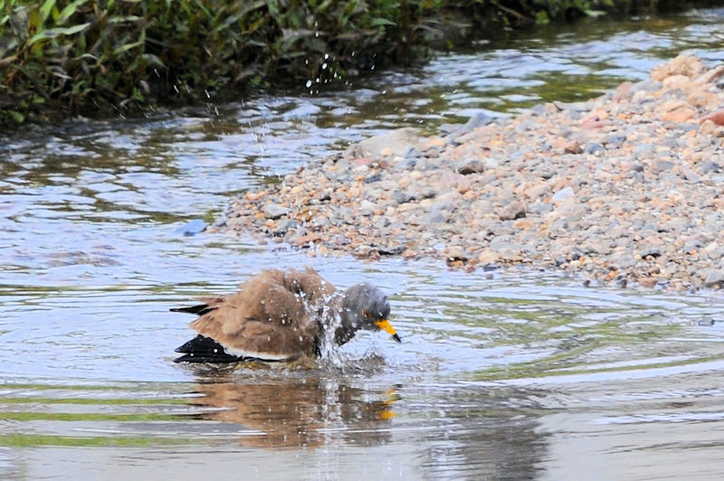 ケリの水浴び（１１態）　大谷川　八幡市　2021/04/24　Photo by Kohyuh