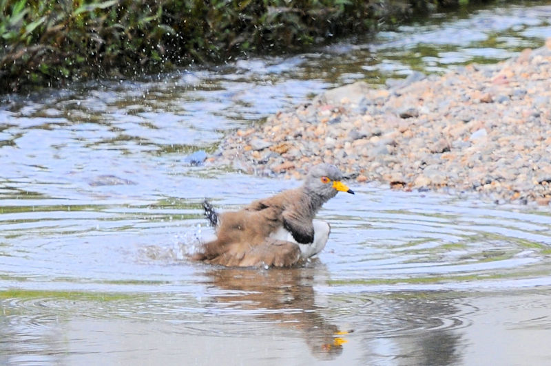 ケリの水浴び（１１態）　大谷川　八幡市　2021/04/24　Photo by Kohyuh