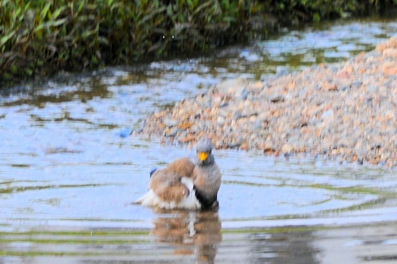 ケリの水浴び（１１態）　大谷川　八幡市　2021/04/24　Photo by Kohyuh