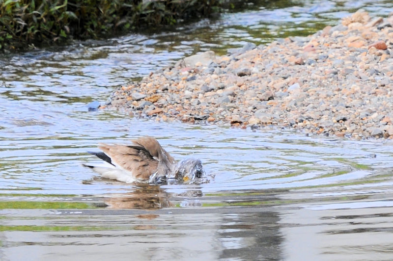 ケリの水浴び（１１態）　大谷川　八幡市　2021/04/24　Photo by Kohyuh