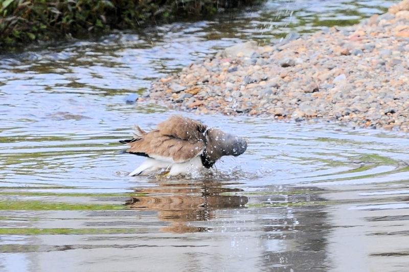 ケリの水浴び（１１態）　大谷川　八幡市　2021/04/24　Photo by Kohyuh