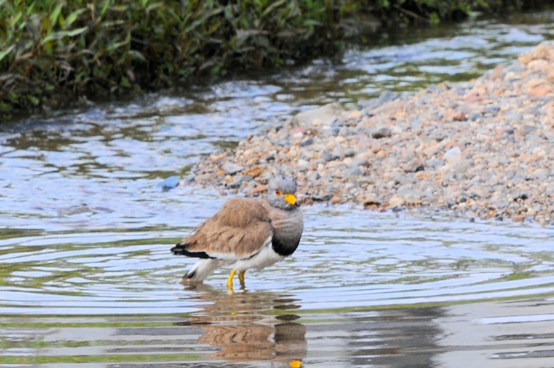 ケリの水浴び（１１態）　大谷川　八幡市　2021/04/24　Photo by Kohyuh