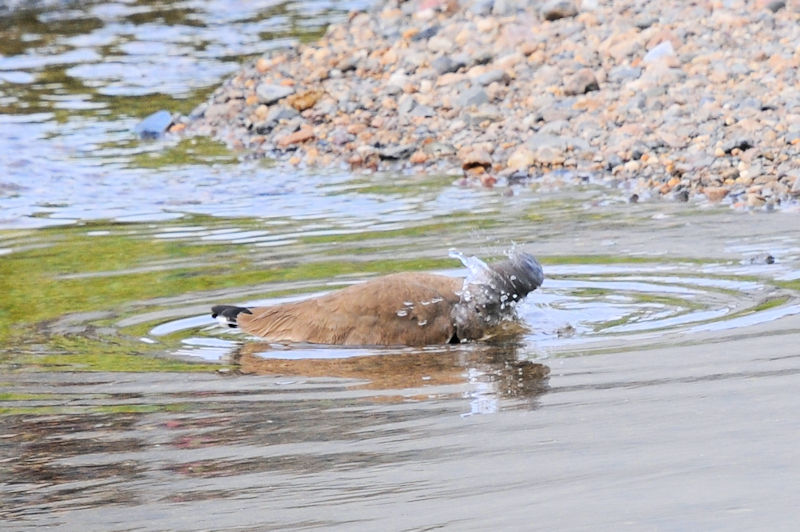 ケリの水浴び（１１態）　大谷川　八幡市　2021/04/24　Photo by Kohyuh