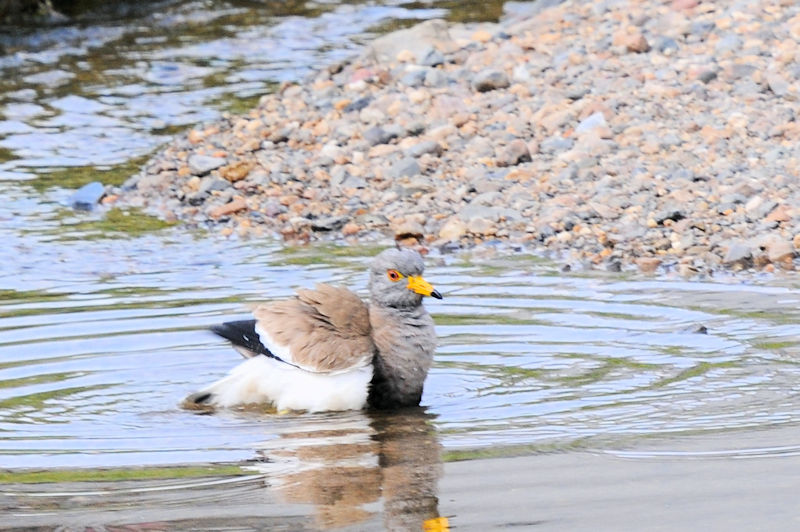 ケリの水浴び（１１態）　大谷川　八幡市　2021/04/24　Photo by Kohyuh