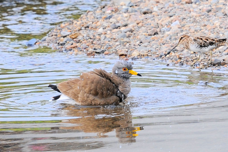 ケリの水浴び（１１態）　大谷川　八幡市　2021/04/24　Photo by Kohyuh