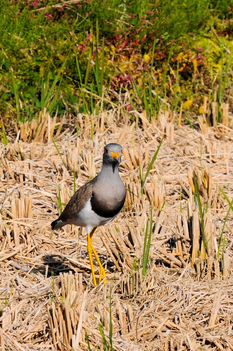 P @J@s@2022/11/06@Photo by Kohyuh