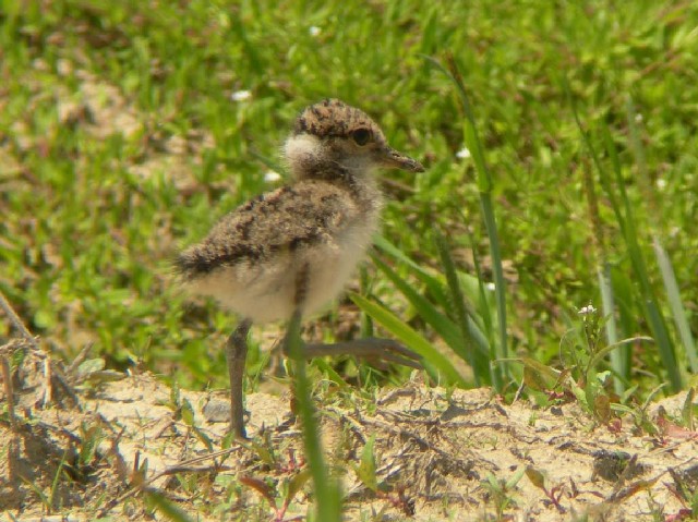 A P̐@@s@J@2006/05/03@Photo by sakayama