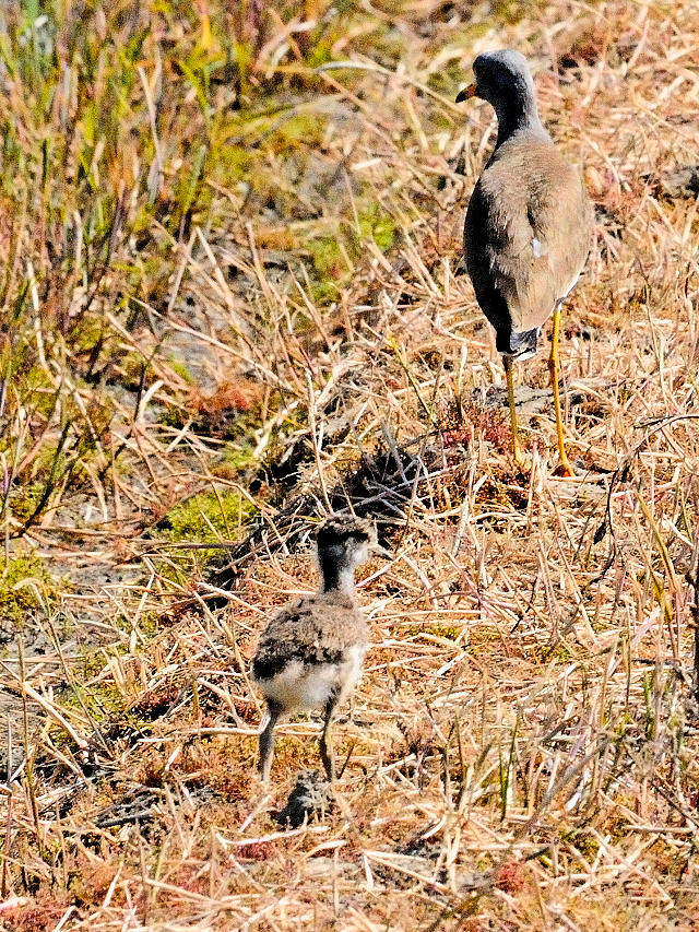 今が旬だよ　内里の野鳥たち　ケリの親子 （４態-1）　八幡市　2015/04/27　Photo by Kohyuh