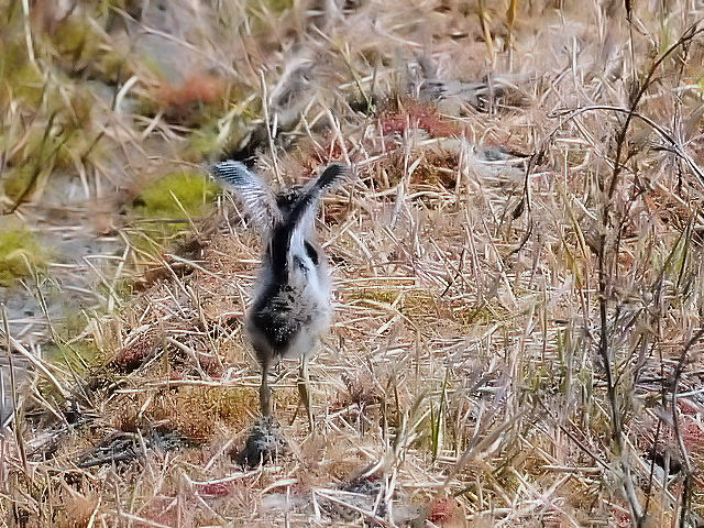 今が旬だよ　内里の野鳥たち　ケリの親子 （４態-2）　八幡市　2015/04/27　Photo by Kohyuh