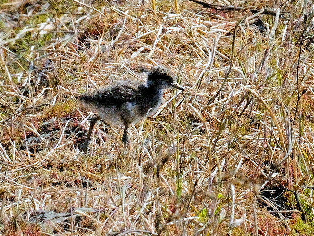今が旬だよ　内里の野鳥たち　ケリの親子 （４態-3）　八幡市　2015/04/27　Photo by Kohyuh