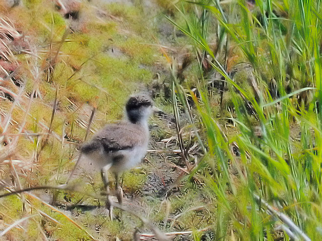今が旬だよ　内里の野鳥たち　ケリの親子 （４態-4）　八幡市　2015/04/27　Photo by Kohyuh