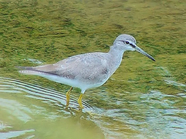 @ LAVVM@~H@@ꌧ@2009/01/23@Photo by Kohyuh