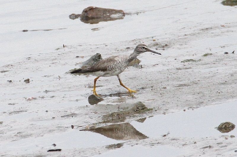 キアシシギ（９態-1）　海老江干潟　大阪市　2018/08/26　Photo by Manda　（写真提供：　萬田悠二）