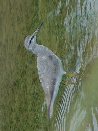 sLAVVMt@ʐ^̓NbNŊg傷