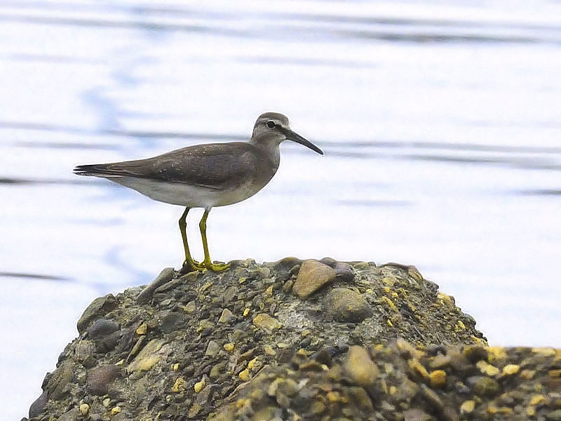 LAVVMiR-1j@~H@썶݁@s@2017/09/24@Photo by Kohyuh