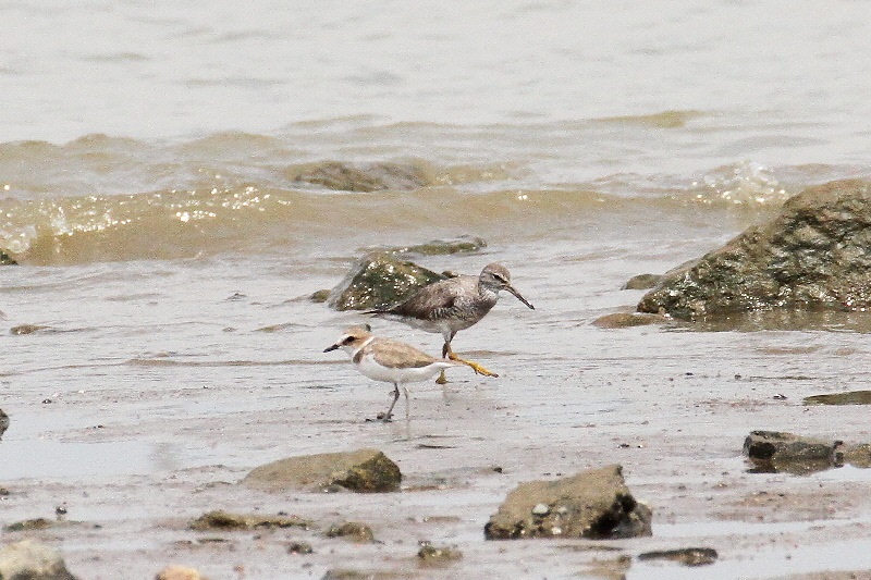 キアシシギ（９態-2）　海老江干潟　大阪市　2018/08/26　Photo by Manda　（写真提供：　萬田悠二）