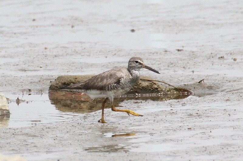 キアシシギ（９態-3）　海老江干潟　大阪市　2018/08/26　Photo by Manda　（写真提供：　萬田悠二）