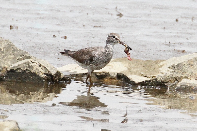 キアシシギ（９態-4）　海老江干潟　大阪市　2018/08/26　Photo by Manda　（写真提供：　萬田悠二）
