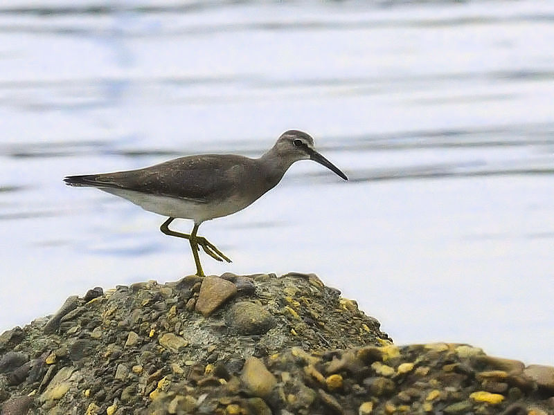 LAVVMiR-3j@~H@썶݁@s@2017/09/24@Photo by Kohyuh