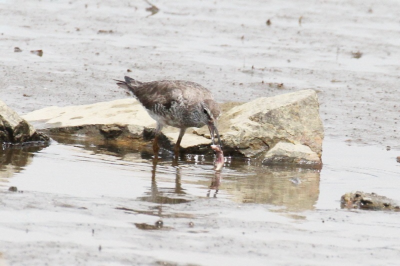キアシシギ（９態-5）　海老江干潟　大阪市　2018/08/26　Photo by Manda　（写真提供：　萬田悠二）