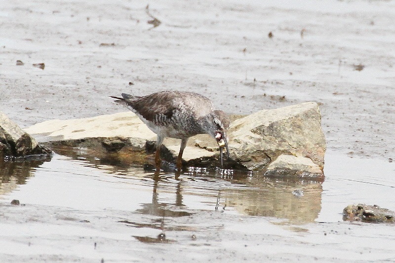 キアシシギ（９態-6）　海老江干潟　大阪市　2018/08/26　Photo by Manda　（写真提供：　萬田悠二）
