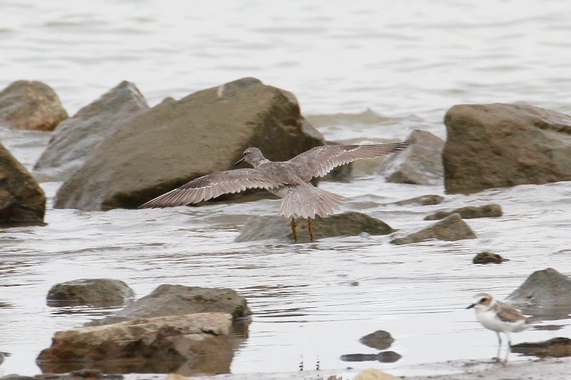 キアシシギ（９態-7）　海老江干潟　大阪市　2018/08/26　Photo by Manda　（写真提供：　萬田悠二）