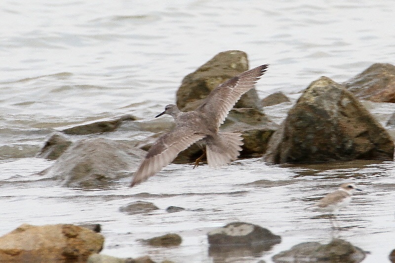 キアシシギ（９態-8）　海老江干潟　大阪市　2018/08/26　Photo by Manda　（写真提供：　萬田悠二）