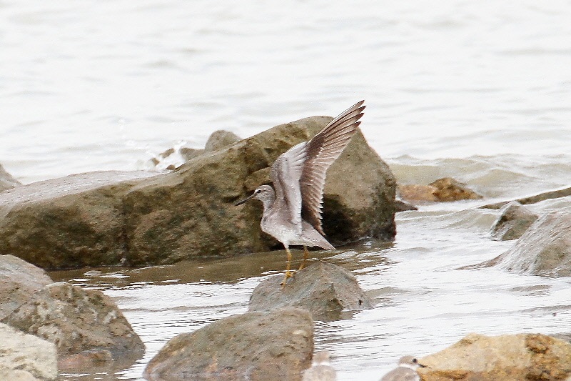 キアシシギ（９態-9）　海老江干潟　大阪市　2018/08/26　Photo by Manda　（写真提供：　萬田悠二）