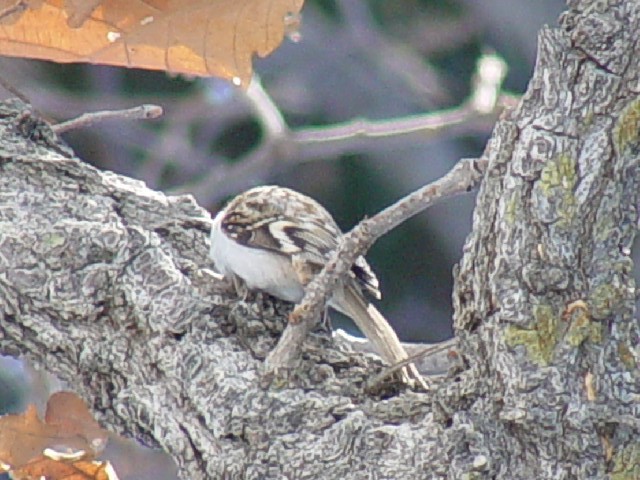 A LoV@ty̑߂@mRZ^[@kC@2008/02/05@ Photo by Kohyuh