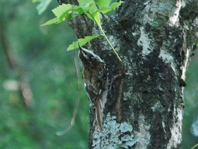 @ LoV@@@ؑ@ꌧ@2009/05/20@ Photo by Takase